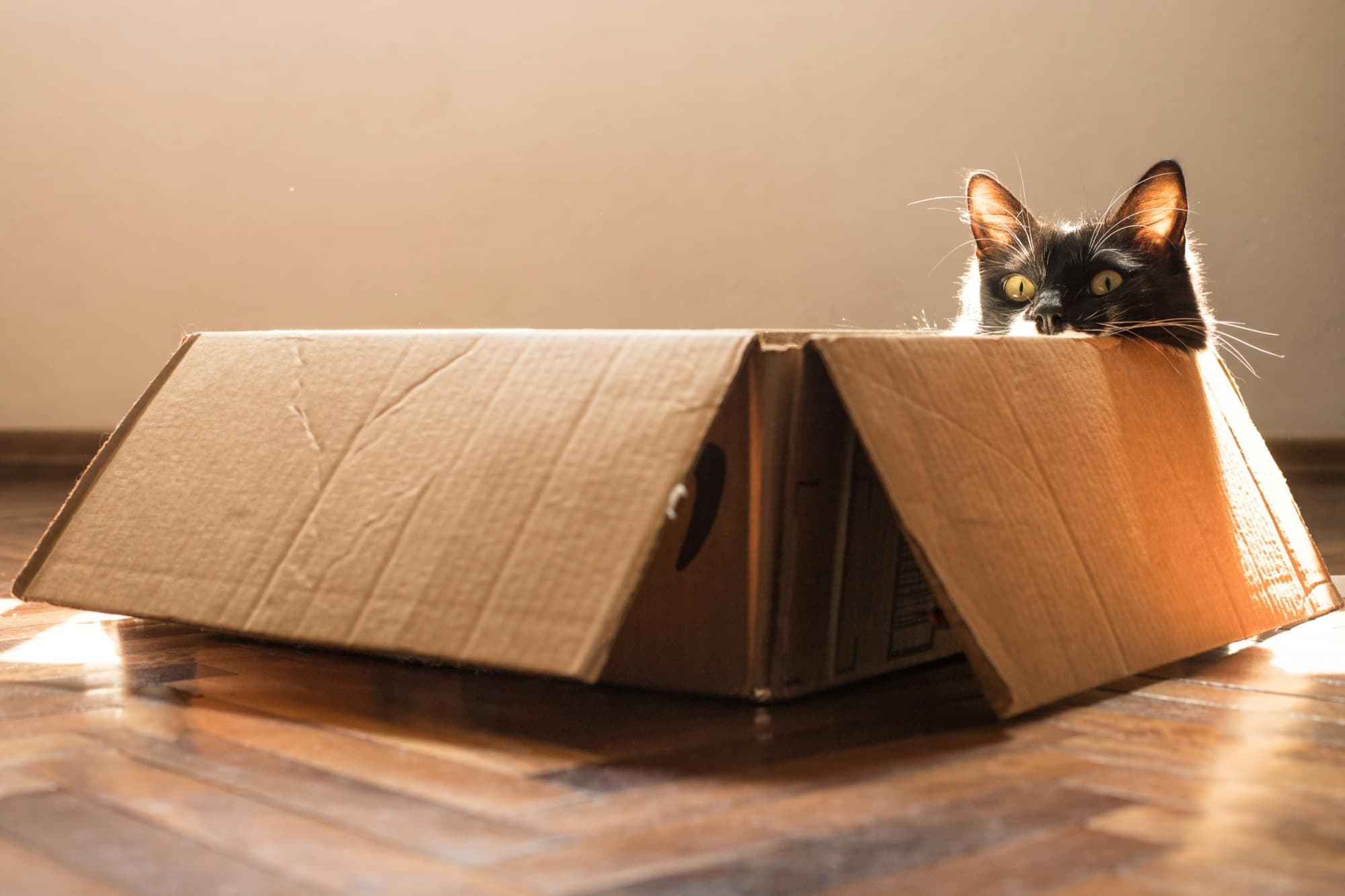 Katze schaut aus einem Umzugskarton in der neuen Wohnung